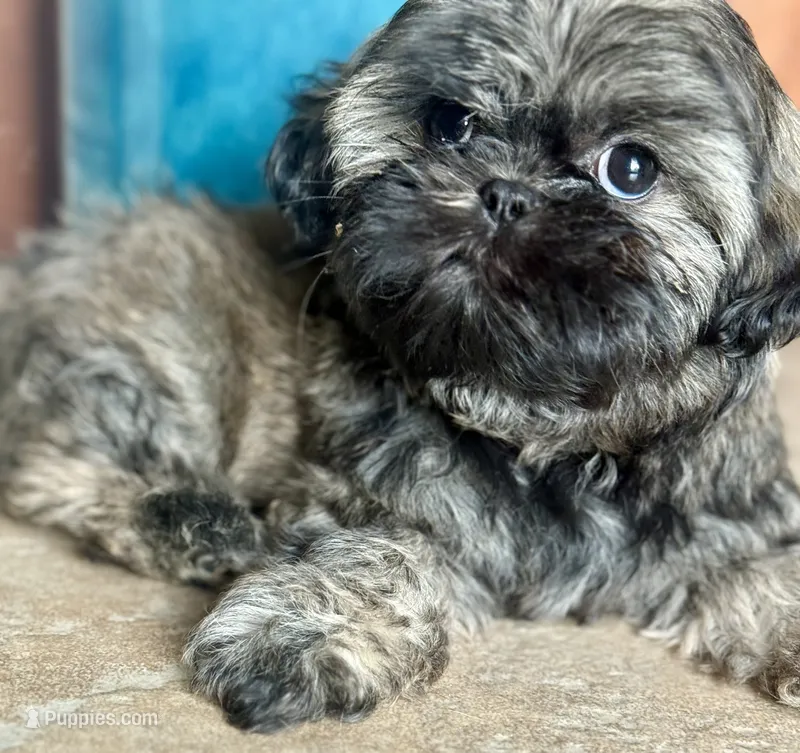 Max – Shih Tzu puppy for sale in Thousand Palms, CA
