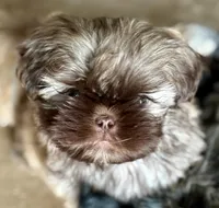 Teddy, a male Shih Tzu for sale in Thousand Palms, CA – 3 of 4