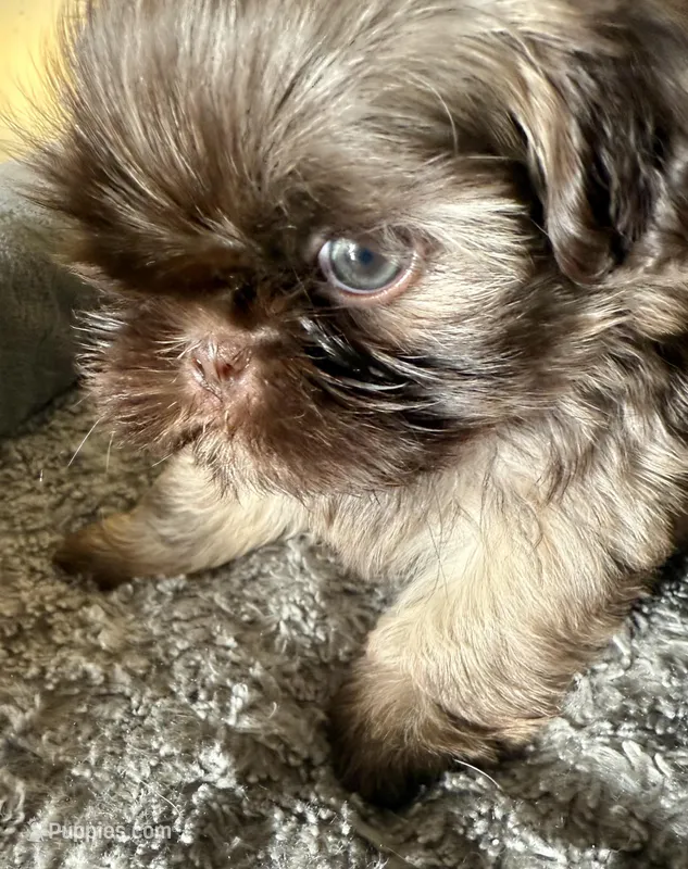 Teddy – Shih Tzu puppy for sale in Thousand Palms, CA