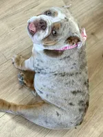 Nova, a female English Bulldog for sale in Thousand Palms, CA – 4 of 5