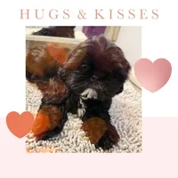 Kylo, a male Shih Tzu for sale in Palm Desert, CA – Photo 1 of 7