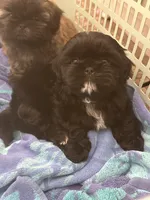 Kylo, a male Shih Tzu for sale in Palm Desert, CA – Photo 3 of 7