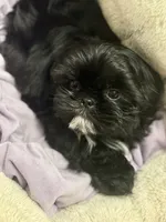 Kylo, a male Shih Tzu for sale in Palm Desert, CA – Photo 4 of 7