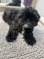 Kylo, a male Shih Tzu for sale in Palm Desert, CA – Photo 2 of 7