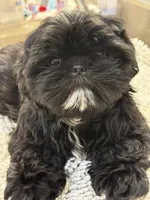 Kylo, a male Shih Tzu for sale in Palm Desert, CA – Photo 7 of 7