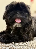 Kylo, a male Shih Tzu for sale in Palm Desert, CA – Photo 6 of 7