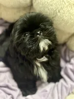 Kylo, a male Shih Tzu for sale in Palm Desert, CA – Photo 5 of 7