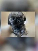 Max, a male Shih Tzu for sale in Thousand Palms, CA – 3 of 4