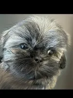 Max, a male Shih Tzu for sale in Thousand Palms, CA – 2 of 4