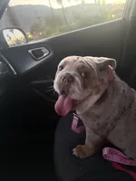 Nova, a female English Bulldog for sale in Thousand Palms, CA – 5 of 5