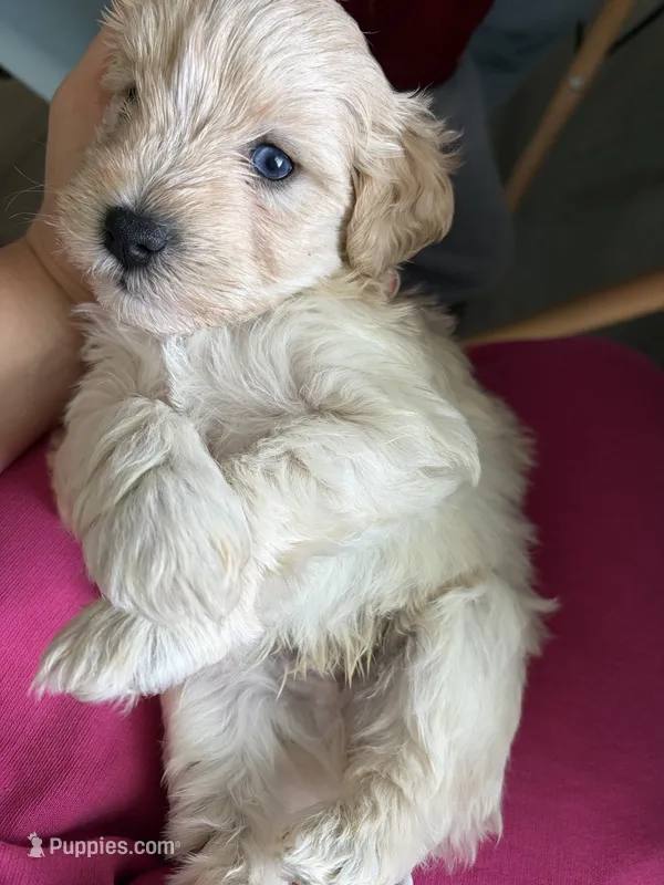 Buzz – Miniature Schnauzer puppy for sale in Chestertown, MD