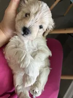 Buzz, a male Miniature Schnauzer for sale in Chestertown, MD – 2 of 3
