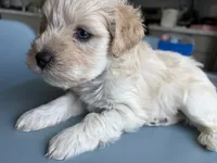 Buzz, a male Miniature Schnauzer for sale in Chestertown, MD – 3 of 3
