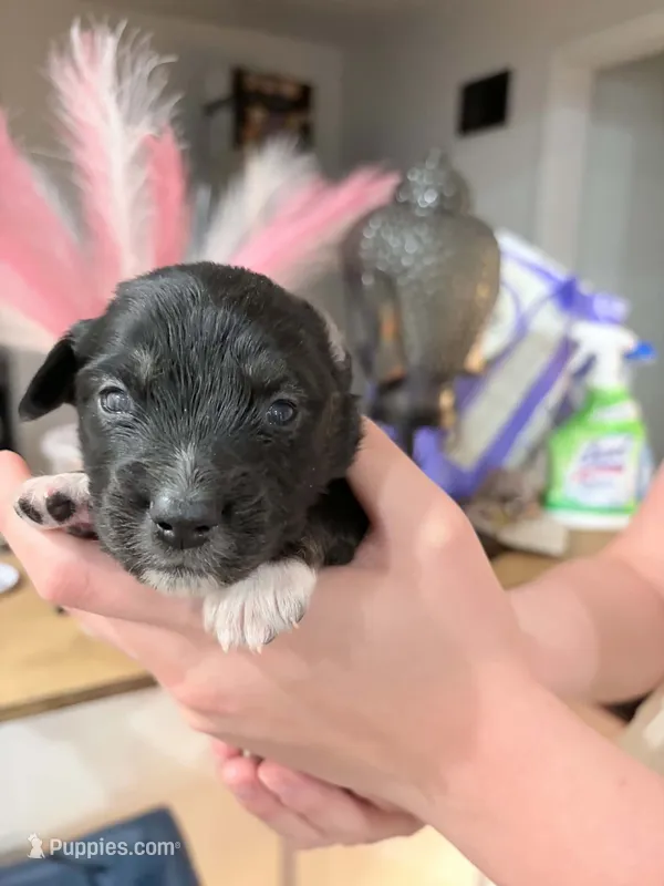 Tux – Australian Shepherd puppy for sale in Kansas City, MO