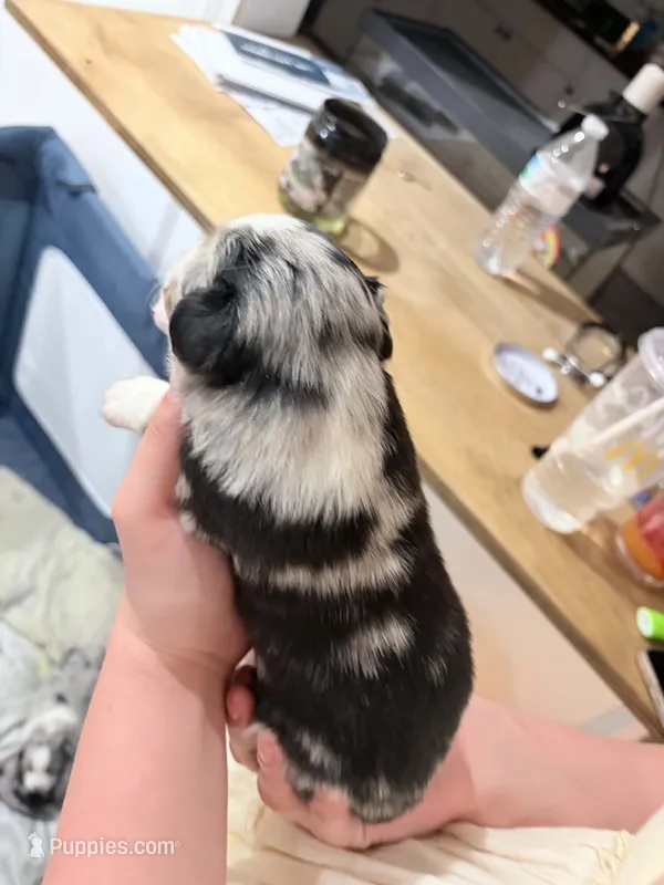 Tucker, a male Australian Shepherd for sale in Kansas City, MO – 1 of 1