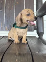 Yoshi, a male Miniature Dachshund for sale in Moultrie, GA – 3 of 5