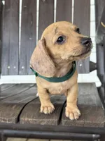 Yoshi, a male Miniature Dachshund for sale in Moultrie, GA – 2 of 5