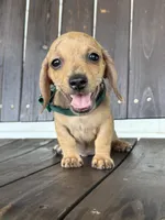 Yoshi, a male Miniature Dachshund for sale in Moultrie, GA – 5 of 5