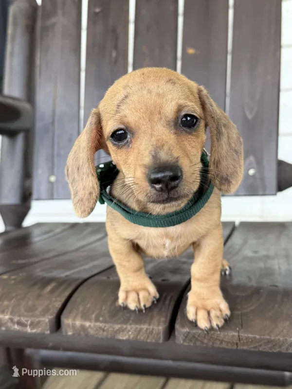 Yoshi – Miniature Dachshund puppy for sale in Moultrie, GA
