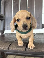 Yoshi, a male Miniature Dachshund for sale in Moultrie, GA – 1 of 5