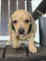 Yoshi, a male Miniature Dachshund for sale in Moultrie, GA – 4 of 5