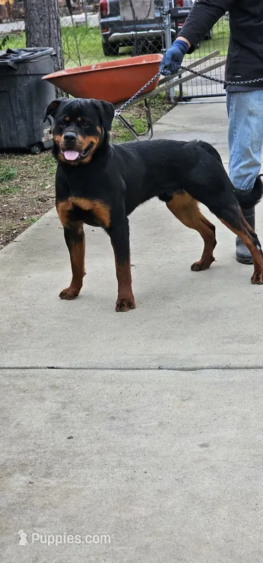 Jax – Rottweiler puppy for sale in Cedartown, GA