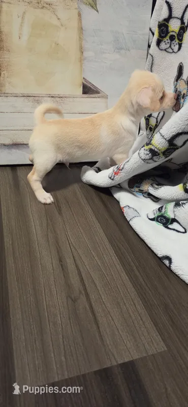 Latte – Chihuahua puppy for sale in Cedartown, GA