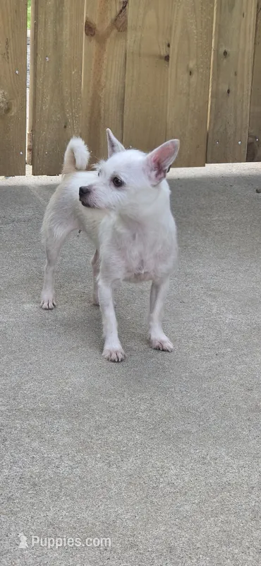 Princess – Chihuahua puppy for sale in Cedartown, GA