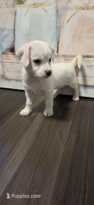 Snowy – Chihuahua puppy for sale in Cedartown, GA