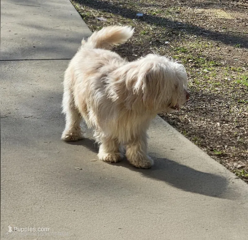 Buddy – Havanese puppy for sale in Cedartown, GA