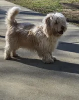 Buddy, a male Havanese for sale in Cedartown, GA – Photo 6 of 6