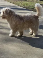 Buddy, a male Havanese for sale in Cedartown, GA – Photo 4 of 6