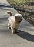 Buddy, a male Havanese for sale in Cedartown, GA – Photo 3 of 6