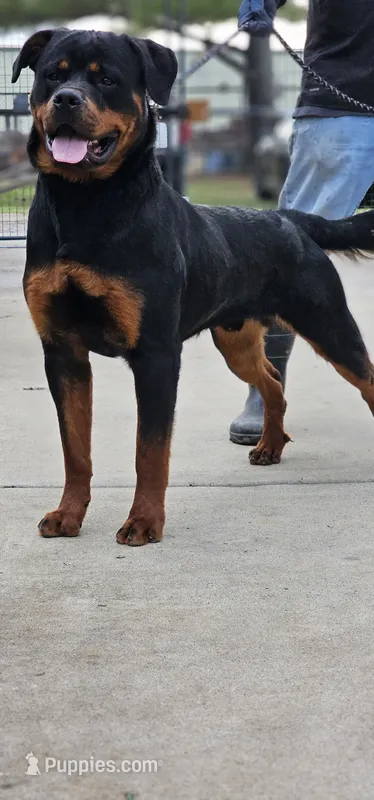 Jax – Rottweiler puppy for sale in Cedartown, GA
