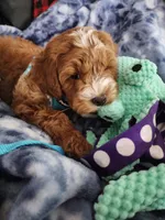 F2 Male cavapoo, a male Cavapoo for sale in Madison, WI – 3 of 3