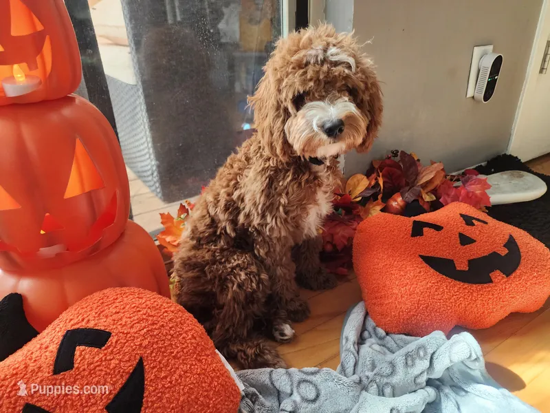 Riley – Cavapoo puppy for sale in Madison, WI