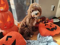 Riley, a male Cavapoo for sale in Madison, WI – 1 of 3