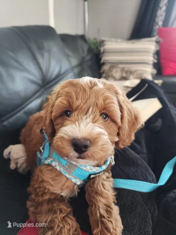 F2 Male cavapoo – Cavapoo puppy for sale in Madison, WI