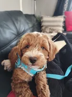 F2 Male cavapoo, a male Cavapoo for sale in Madison, WI – 1 of 3
