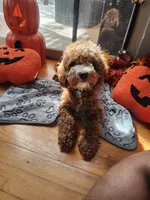 Riley, a male Cavapoo for sale in Madison, WI – 3 of 3