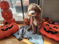 Riley, a male Cavapoo for sale in Madison, WI – 2 of 3