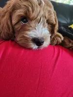 F2 Male cavapoo, a male Cavapoo for sale in Madison, WI – 2 of 3