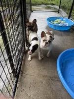 Annie, a female French Bulldog for sale in Spring Hill, FL – 4 of 4