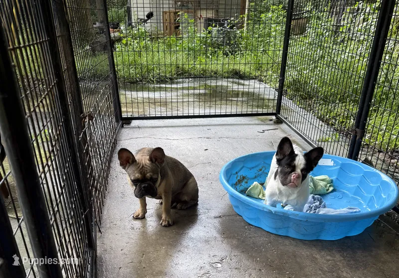Touch down  – French Bulldog puppy for sale in Spring Hill, FL