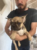 Touch down , a female French Bulldog for sale in Spring Hill, FL – 5 of 5