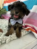 Sam, a male Yorkshire Terrier and Poodle - Toy  for sale in Spring Hill, FL – 4 of 5