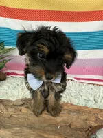 Sam, a male Yorkshire Terrier and Poodle - Toy  for sale in Spring Hill, FL – 5 of 5