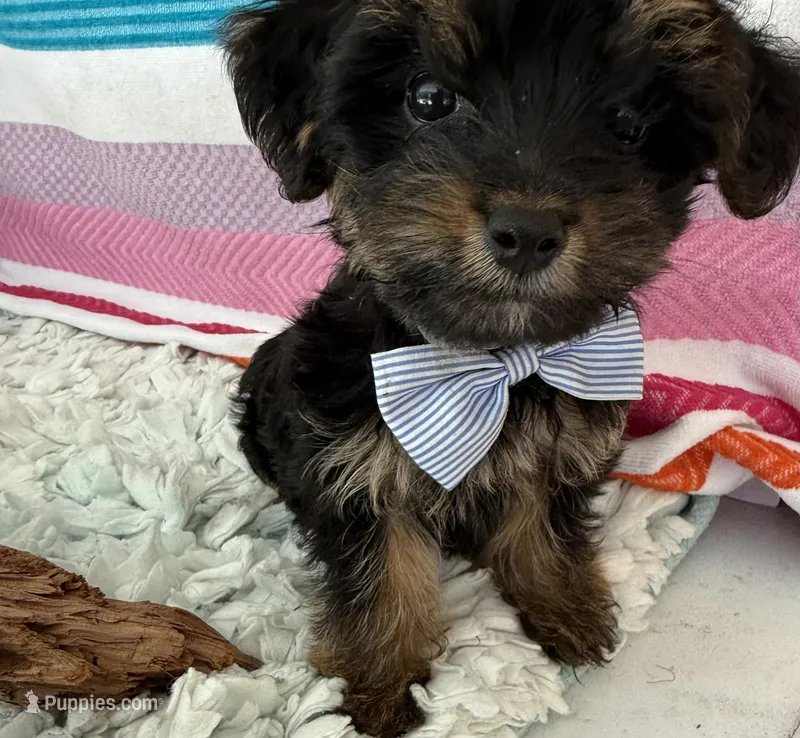Sam – Yorkshire Terrier, Poodle - Toy  puppy for sale in Spring Hill, FL
