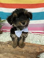 Sam, a male Yorkshire Terrier and Poodle - Toy  for sale in Spring Hill, FL – 3 of 5
