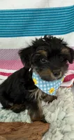 Sam, a male Yorkshire Terrier and Poodle - Toy  for sale in Spring Hill, FL – 2 of 5